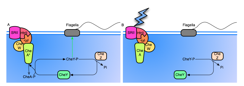 Phototaxis mechanism.png