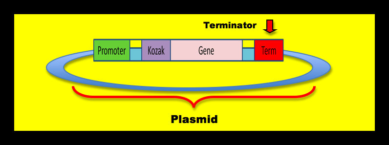 Plasmid UNR Final.png