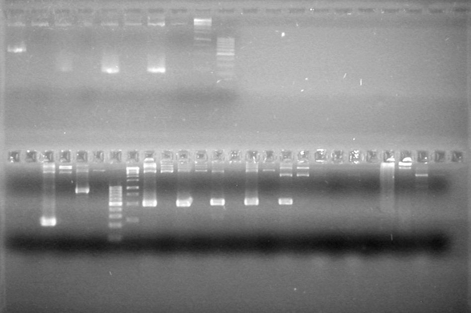 Lethbridge 100813ADS Awesome PCR.JPG