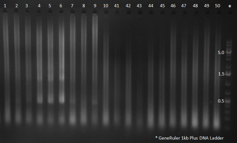 102310 Picked Supern PCR.jpg