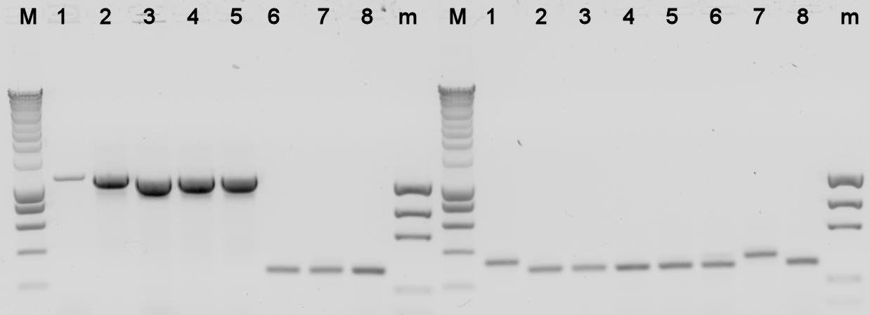 TU Delft Pi2 Colony PCR part 1.png