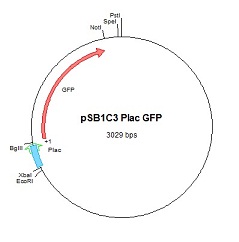 PSB1C3-Plac GFP.png