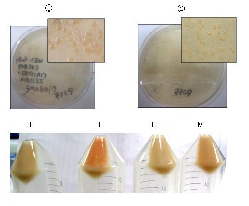 Fig. 2-1-11 astaxanthin pellet and plate