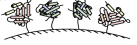 immobilized enzymes 2.png