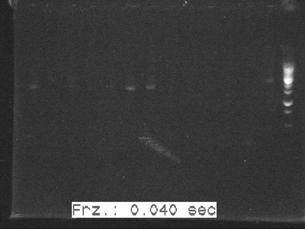 20100817 H5-H6 c-PCR 20100814(3).jpg