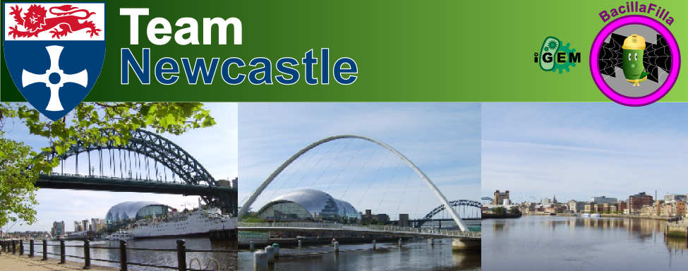 Newcastle Banner1.png