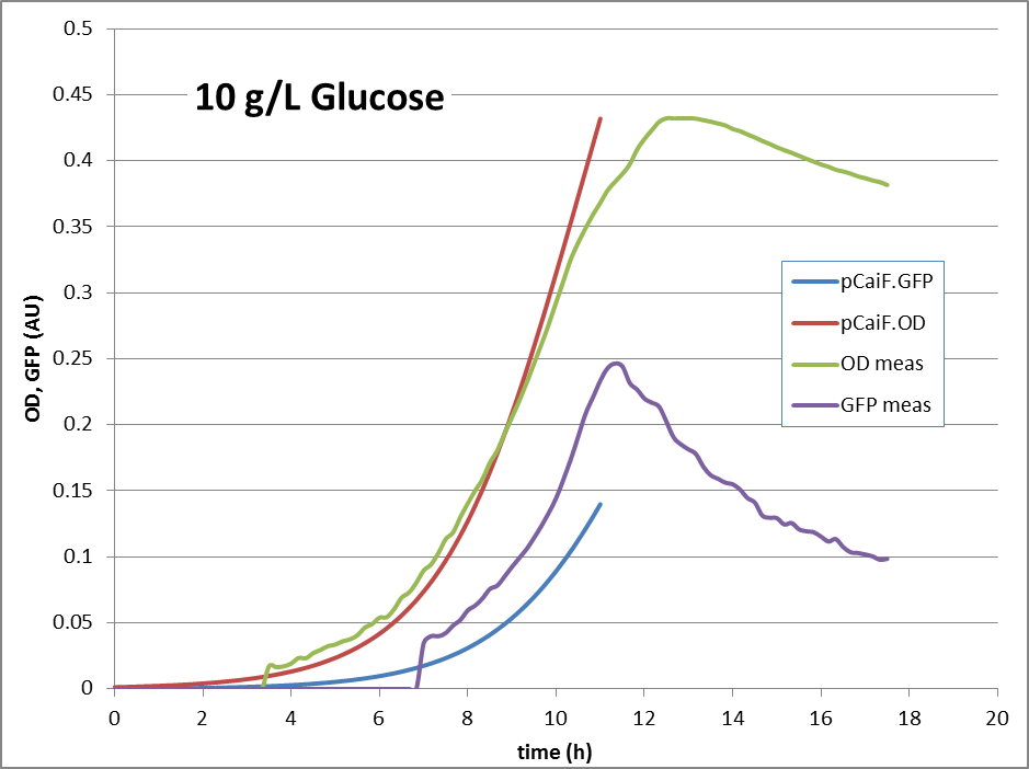 Fig. 1: GFP and OD response in 10 g/L glucose minimal medium: Predicted vs. modeling results.