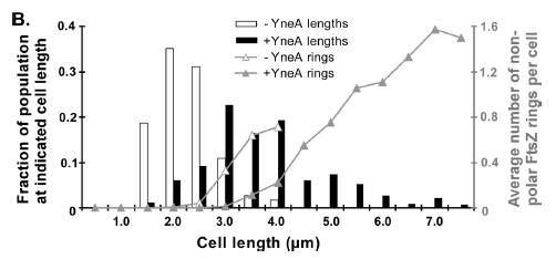 !Graph showing yneA expression correlated with FtsZ ring formation and cells length