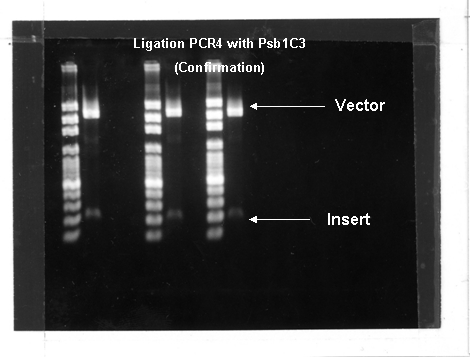 PCR4.gif