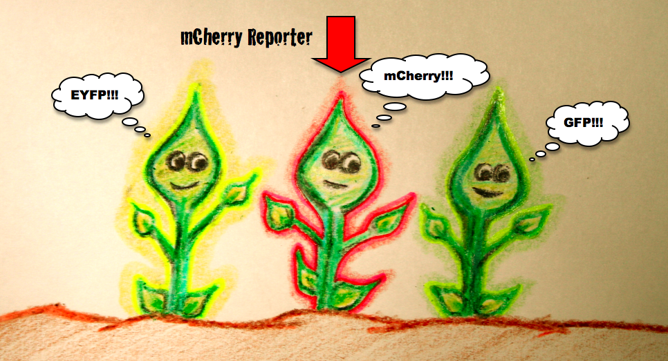 Picture mcherry.png