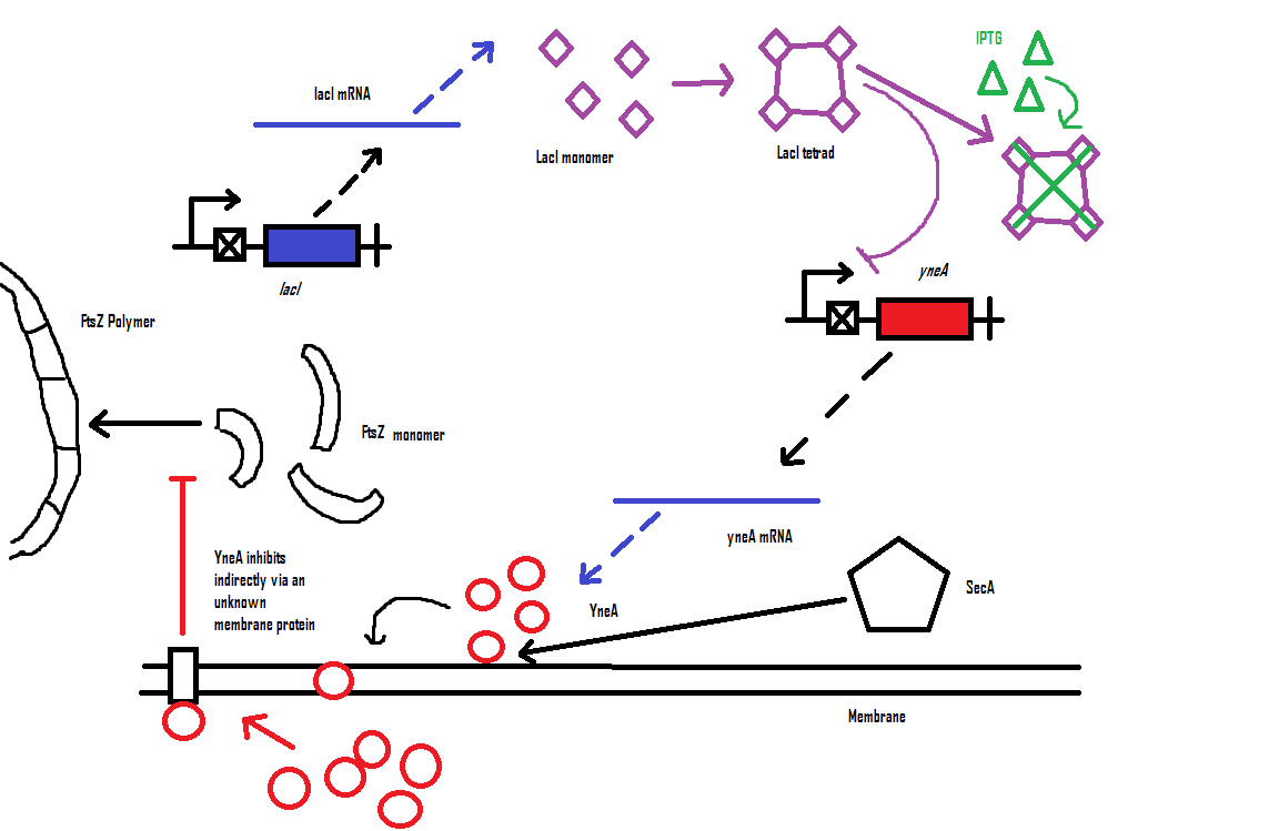 Biochemical pathway filamentous.jpg