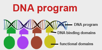 Schematic overview of the idea of DNA as a program.