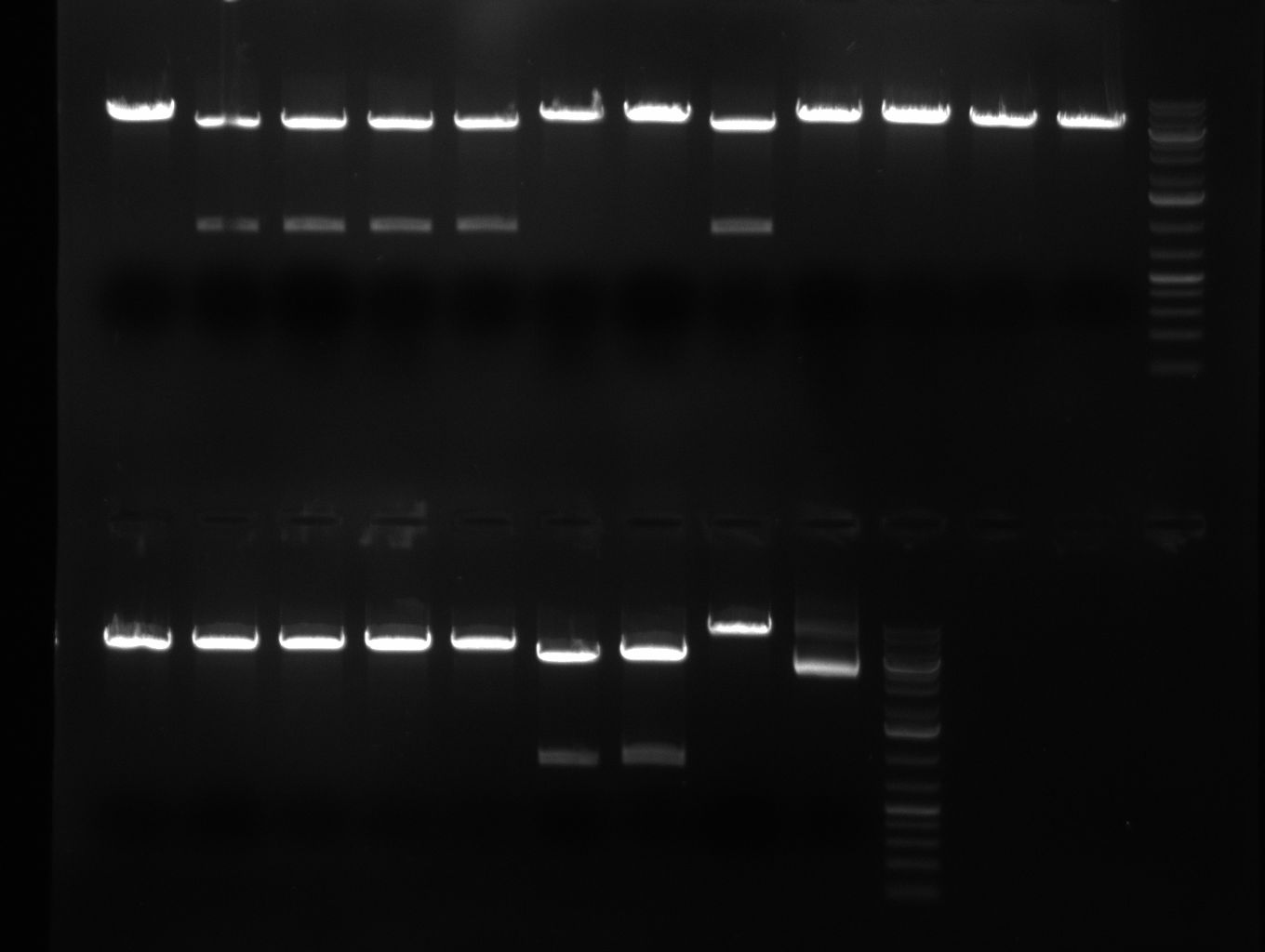 Rb100911 testdigestshRNA.jpg