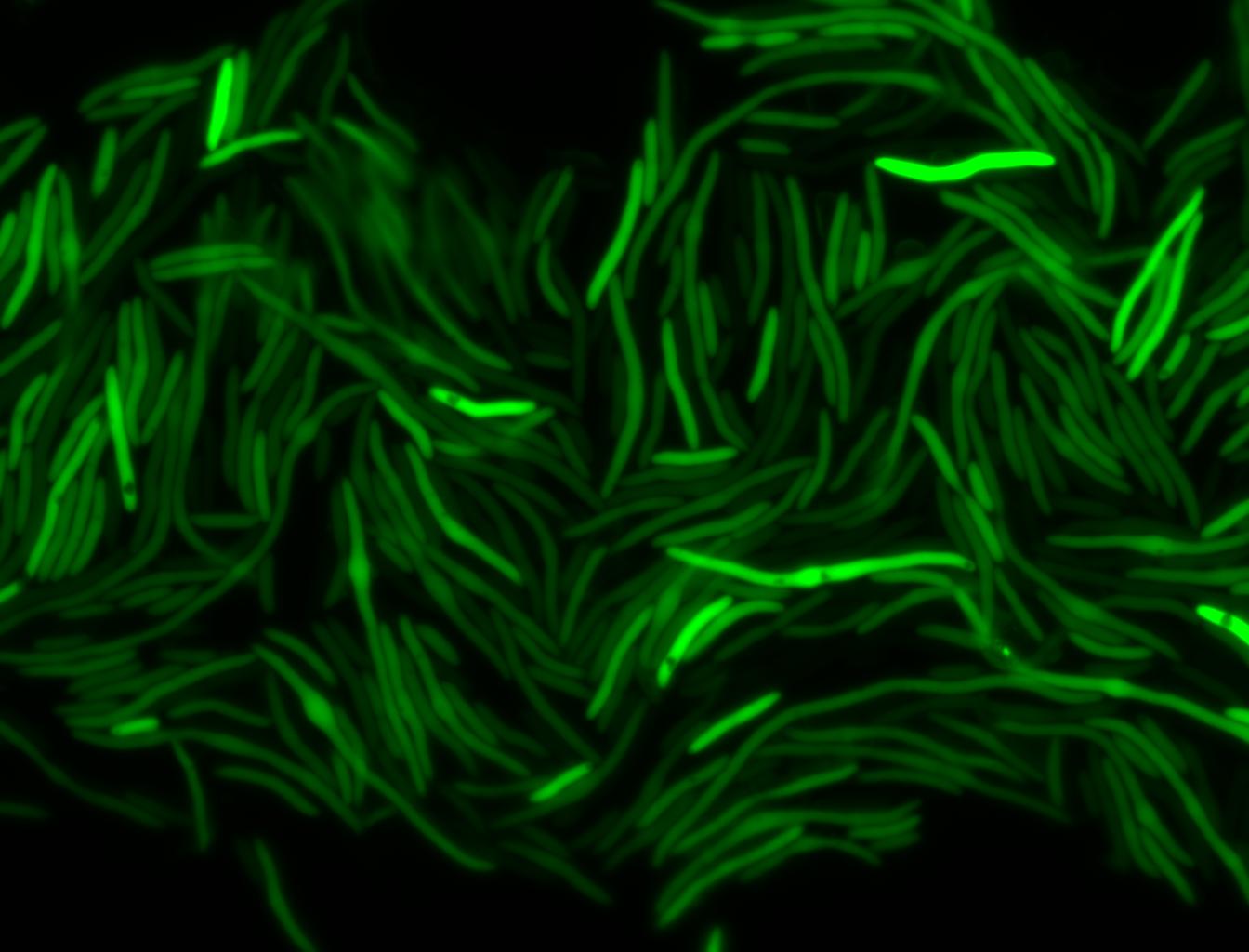 T10 HSP-GFP 29(FITC).jpg