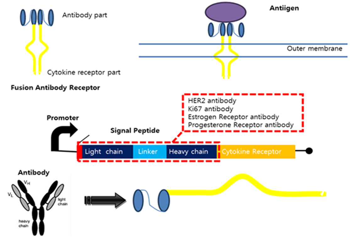 Fusion Antibody Receptors
