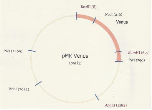 PMK-Venus.JPG
