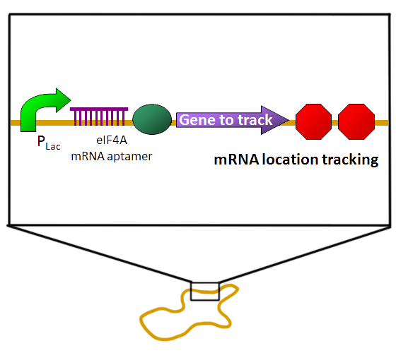 RNA aptamer on plasmid pSB1C3.