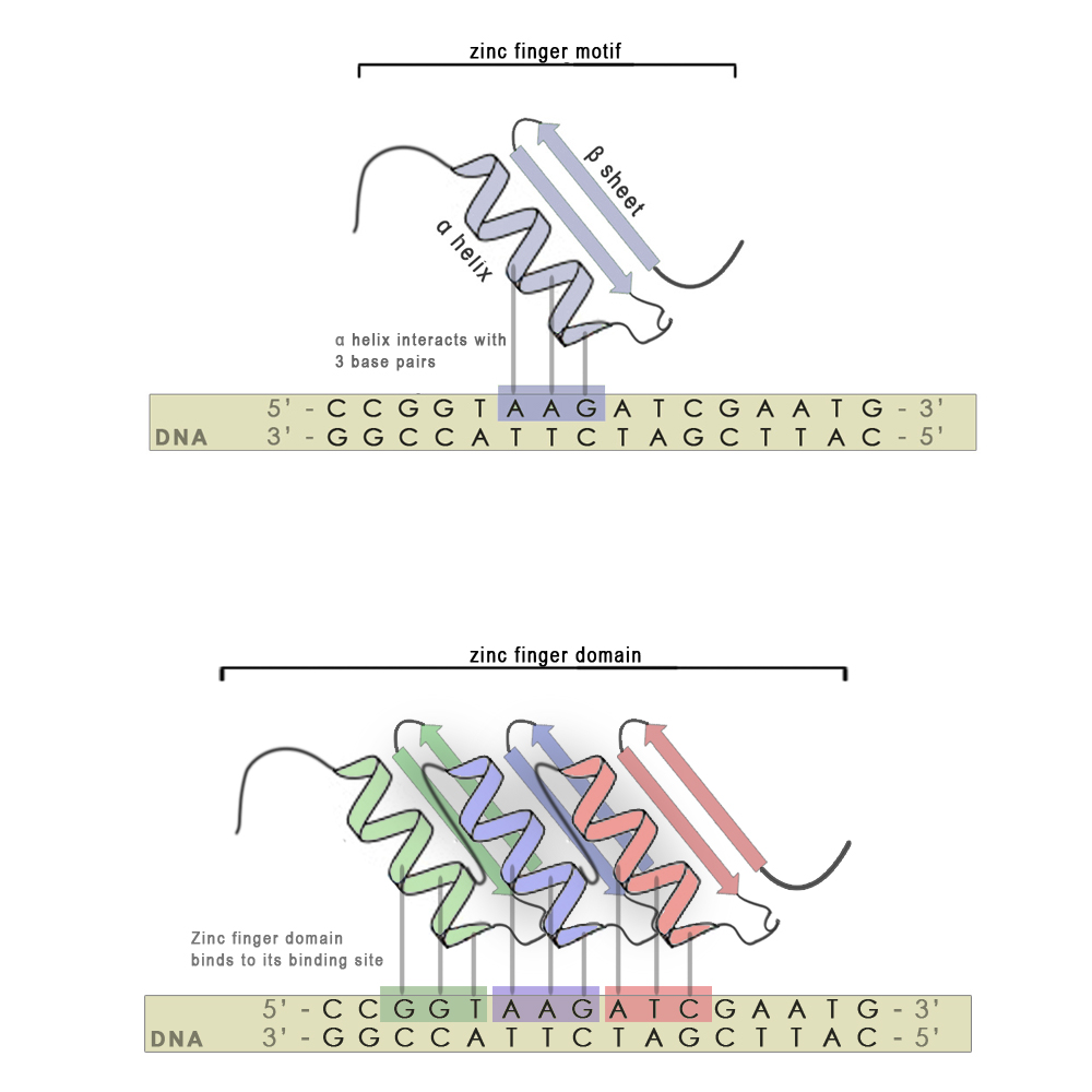 SLO DNA binding domain Zinc finger.jpg