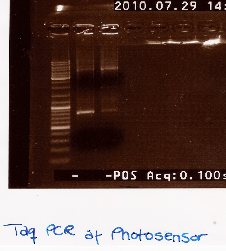 Team-SDU-Denmark-PSplasmid PCR.jpg
