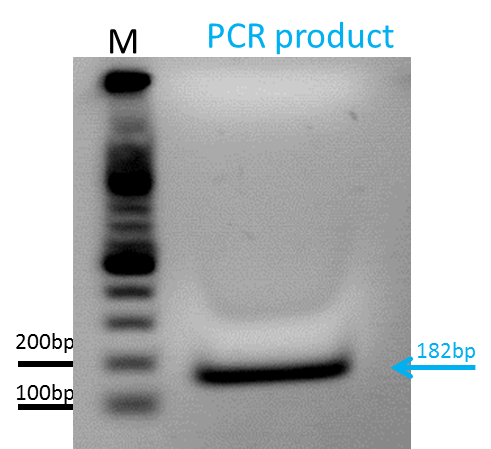 Freiburg10 PCRprodcut qPCRtest hTERT 10.10.png
