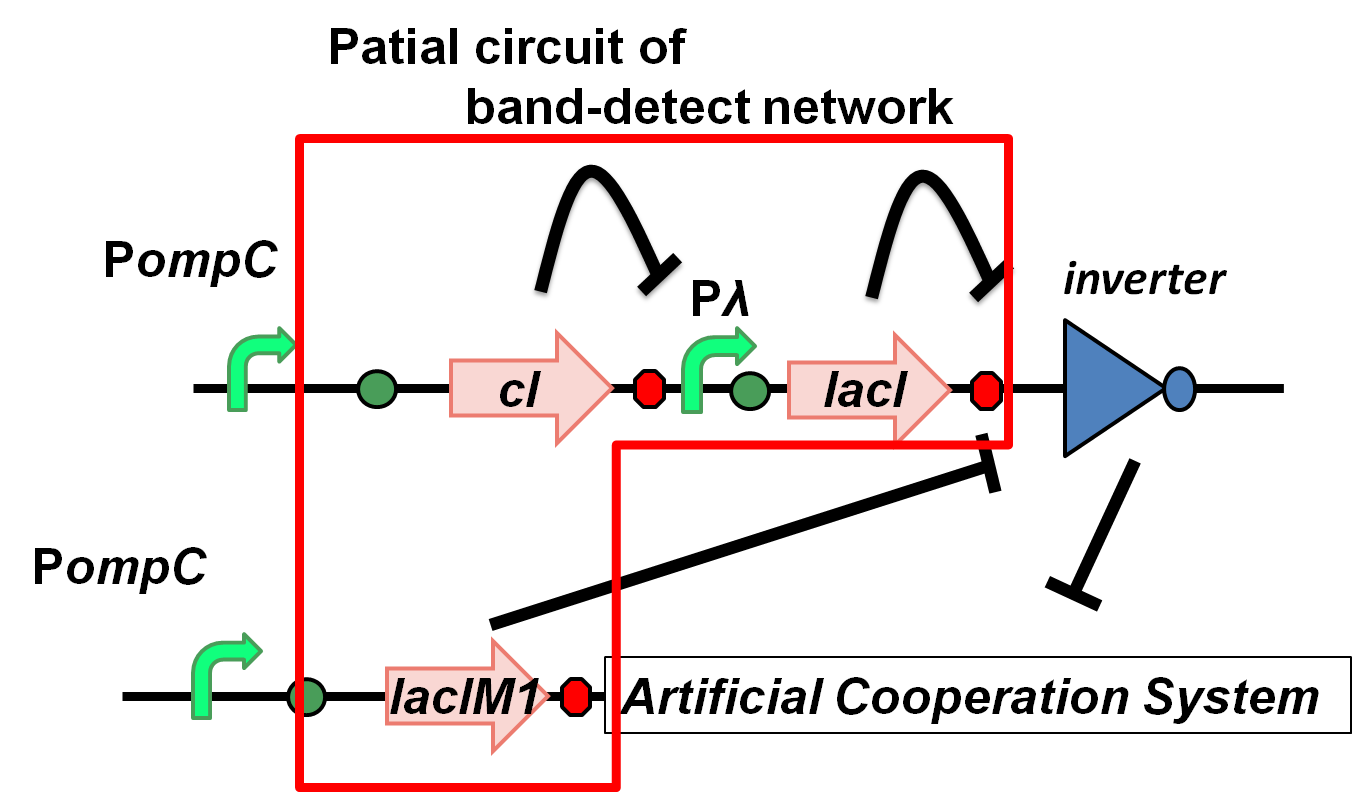 PompC(WT) and the two-component system