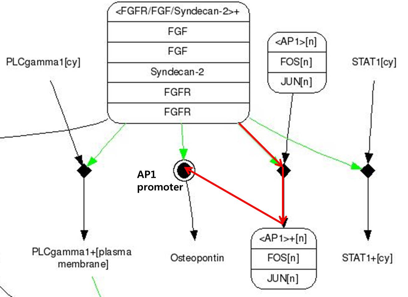FGF signaling pathway.jpg