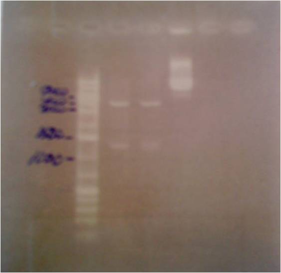 2010-08-11 pRcCMV.MITF restriction enzymes 1.jpg