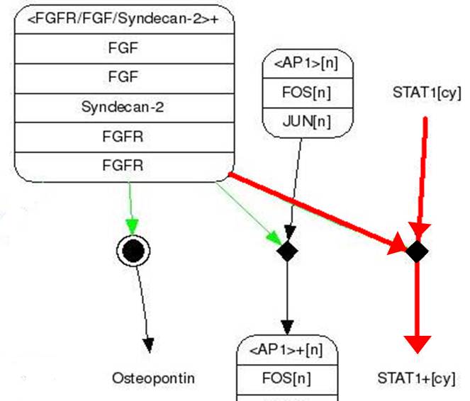 FGFR STAT1 pathway.jpg