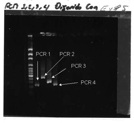 PCR5.gif