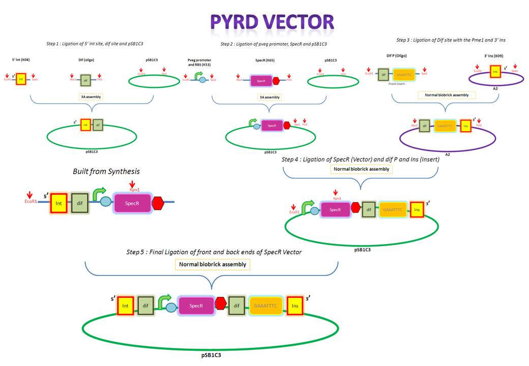 Overveiw of PyrD assembly