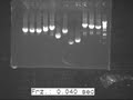 20100827 J2-J3 c-PCR 20100826 2 thumb.jpg