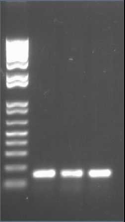 IC 10-08-19 colony PCR 2.jpg