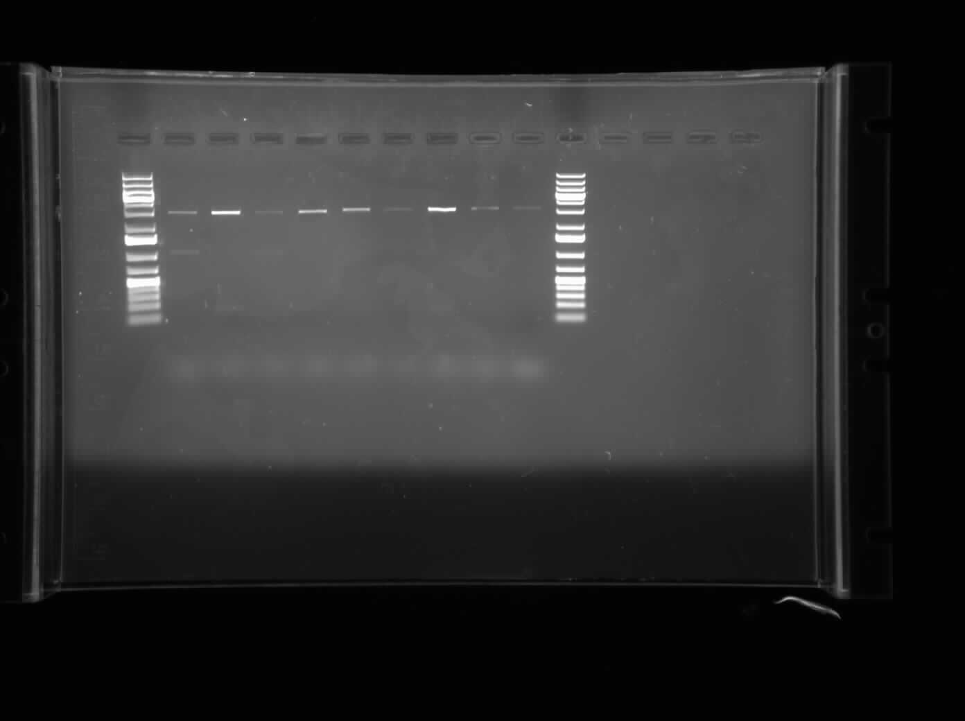 Chris's Agarose Gel Electrophoresis of the restriction digest of the CpxP promoter. The bands are very inconsistent. The digest was done with XbaI and PstI.