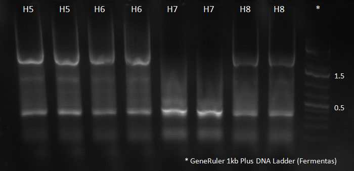 102310 H5-8 supern PCR.jpg