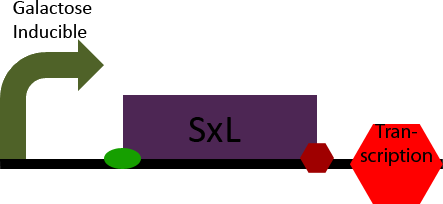 SxL Construct