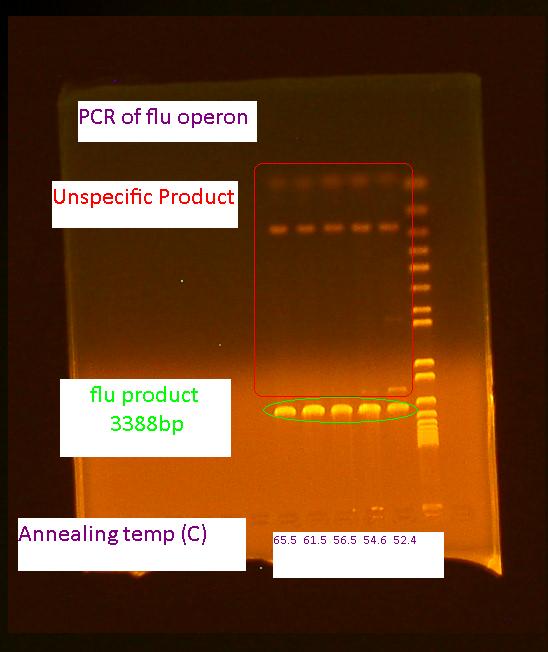 8-6-2010 PCR of flu operon.jpg