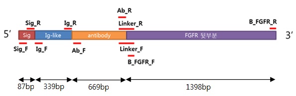 PCR FGFR.jpg