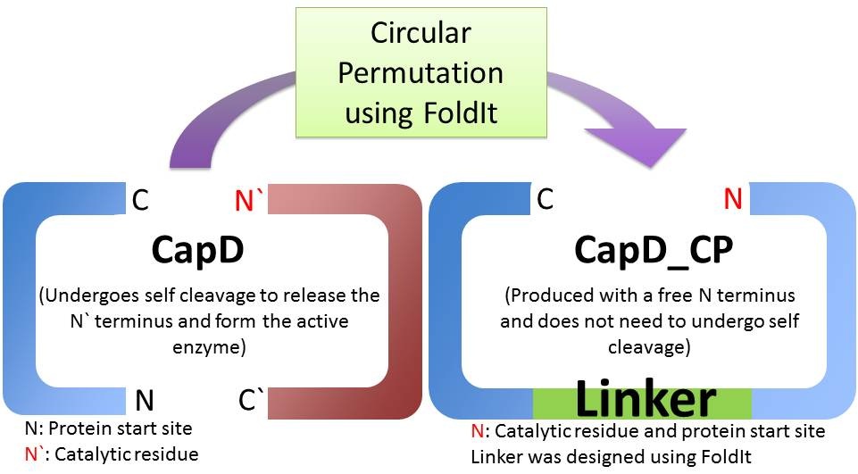 Schematic of how we made a circularly permutated capD