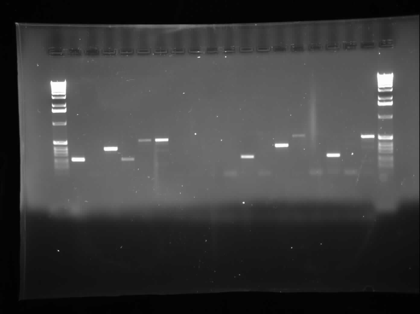 08.29.2010 Chris Colony PCR 1.jpg