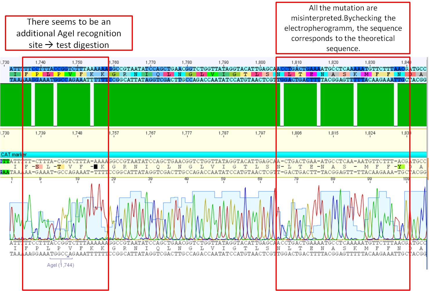 Freiburg10 Sequence analysis of pSB1C3 hTERT CAT mutations.jpg