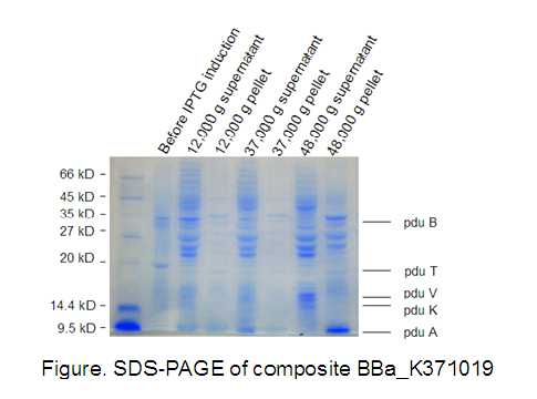 SDS-PAGE of pdu proteins