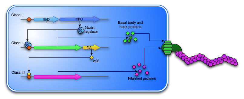 Figure 4: Overview of the flagellum synthesis cascade.