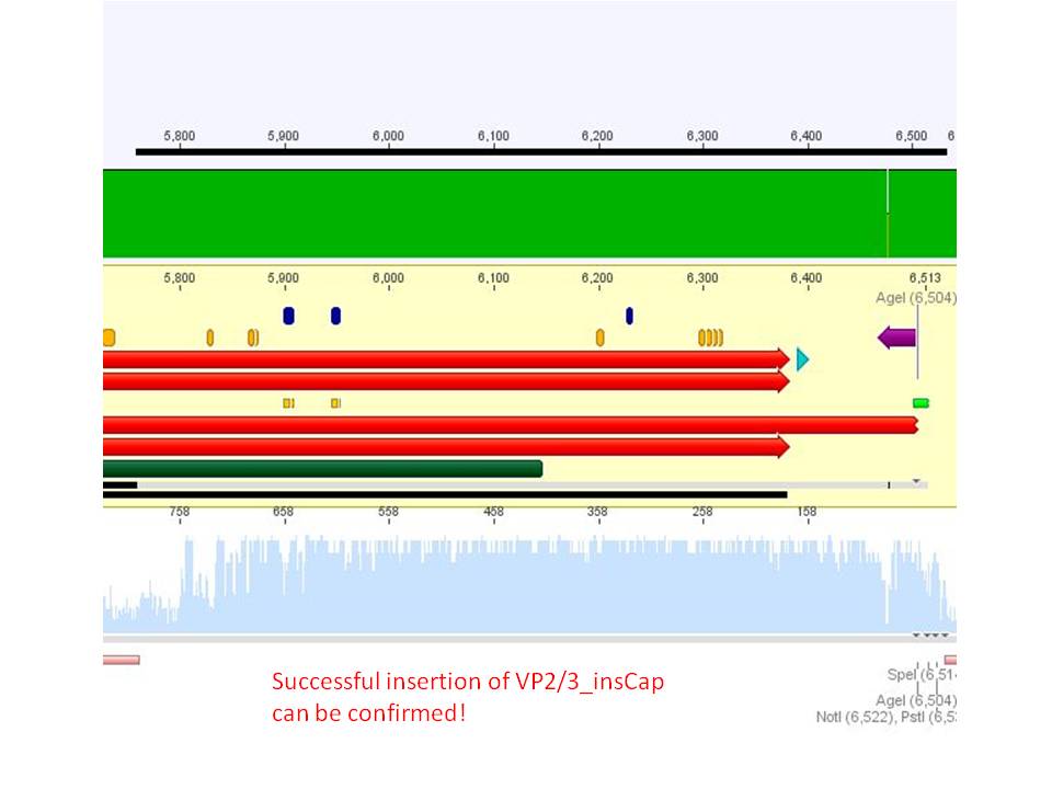 Freiburg10 Sequencing VP2 3 insCap insertion.JPG