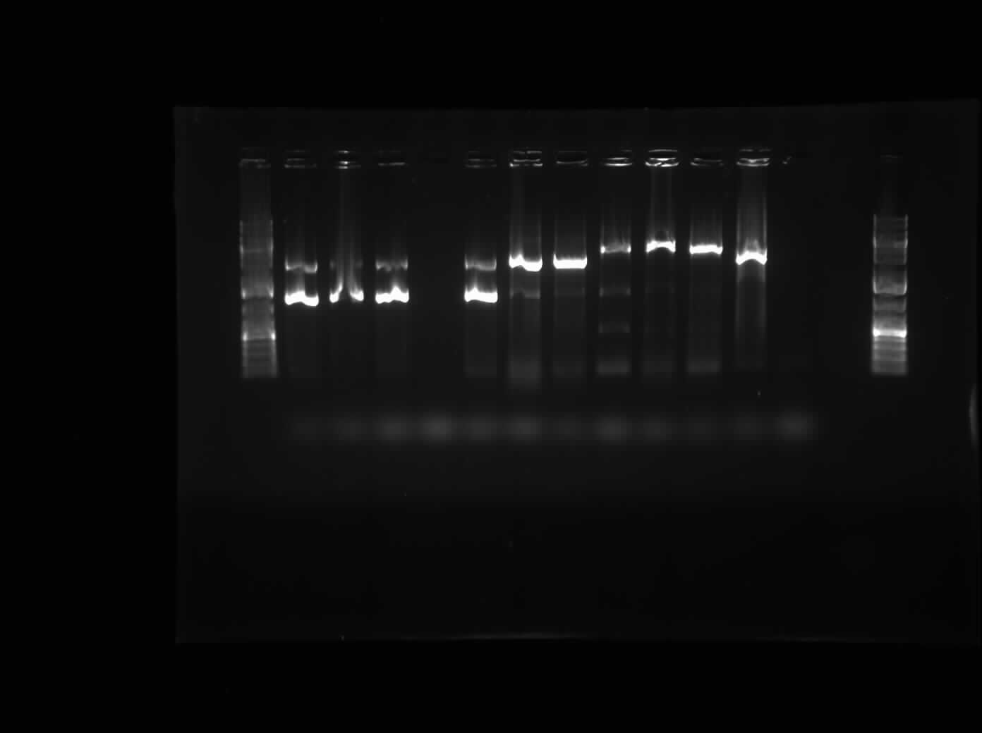 08.23.2010 Himika col PCR.jpg
