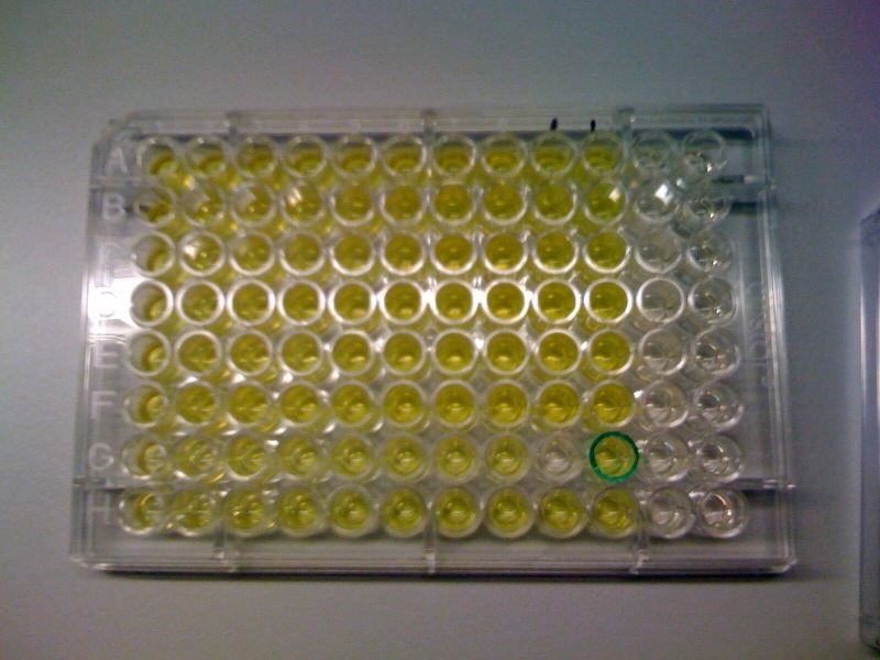 Catechol assay on XylE-trasformed cells in a 96-well plate (A to H decreasing cell concentration, 1-10 decreasing catechol concentration, column 11 and 12 negative and control)