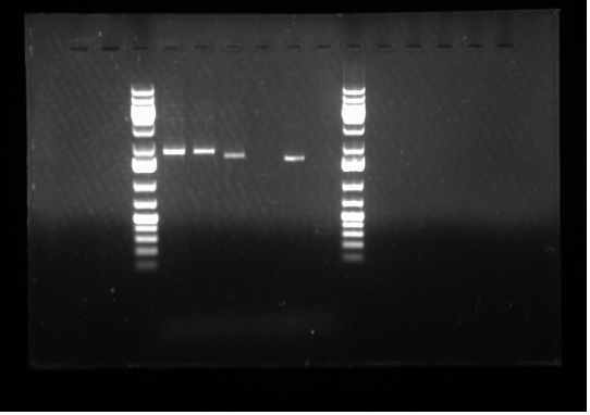 07.20.2010. Raida PCR BBK primer.jpg