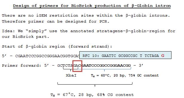 Freiburg10 BioBrick beta-globin missing G.jpg