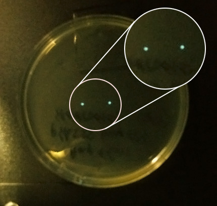 Our first glowing bacteria