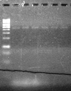 Lethbridge 100810xylE PCR AS.JPG