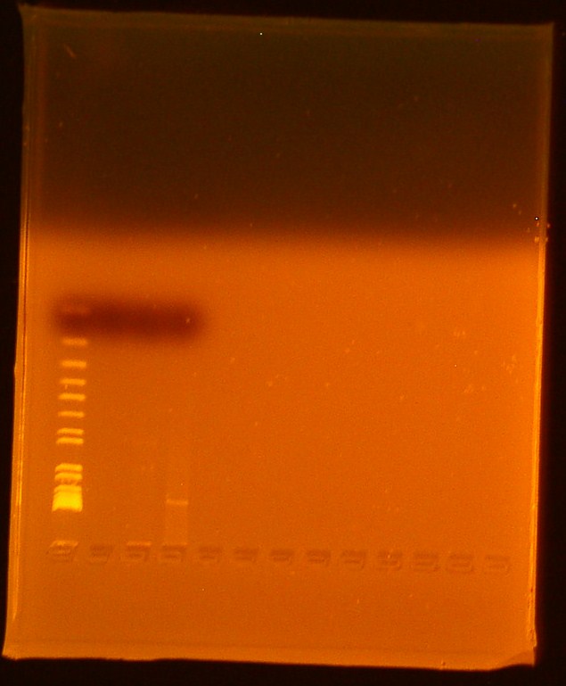 7-12-2010 T7 promoter and T7 gfp biobricks.JPG